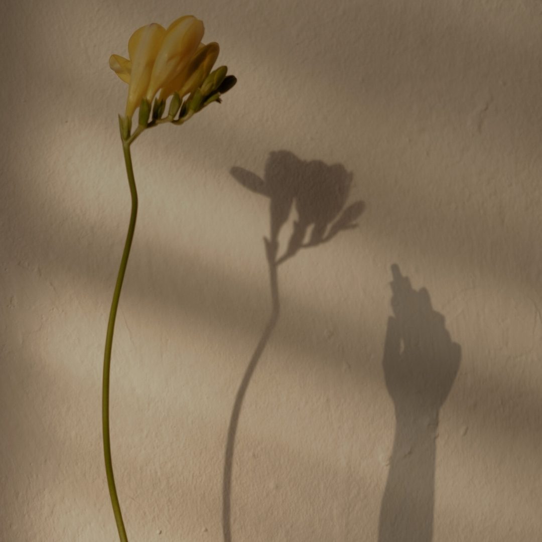 A single yellow flower and its shadow on a plaster wall
